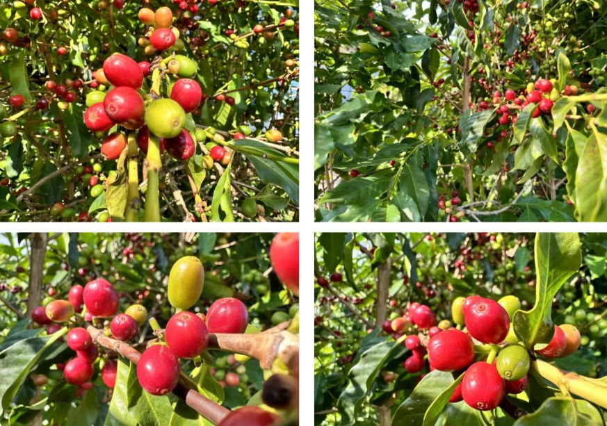 越南植物種類 越南植物種類