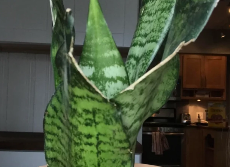 虎尾蘭彎曲原因