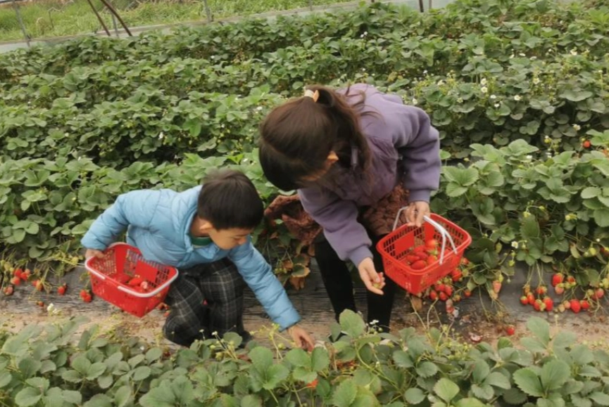 採草莓注意事項