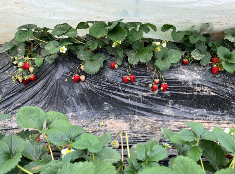 桑妮草莓園 桑妮草莓園