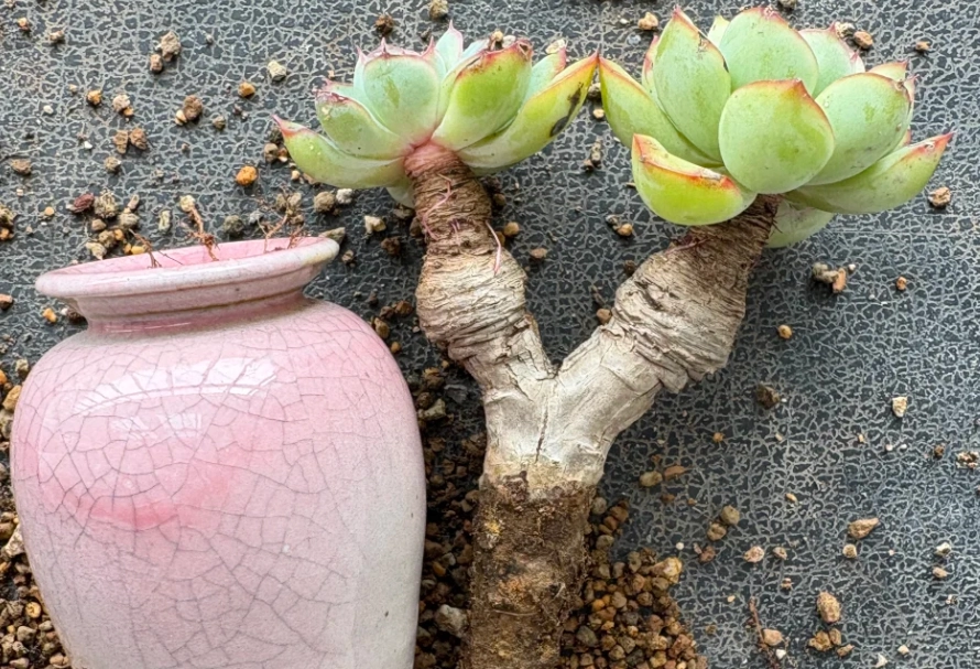 多肉植物介質配方 多肉植物介質配方