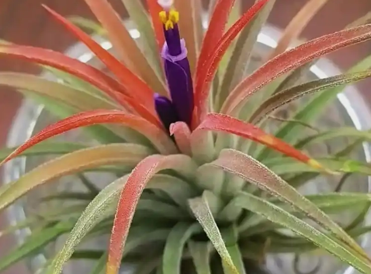 空氣鳳梨花期多長