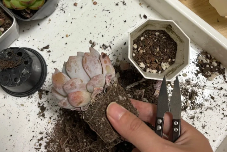 多肉換盆時機