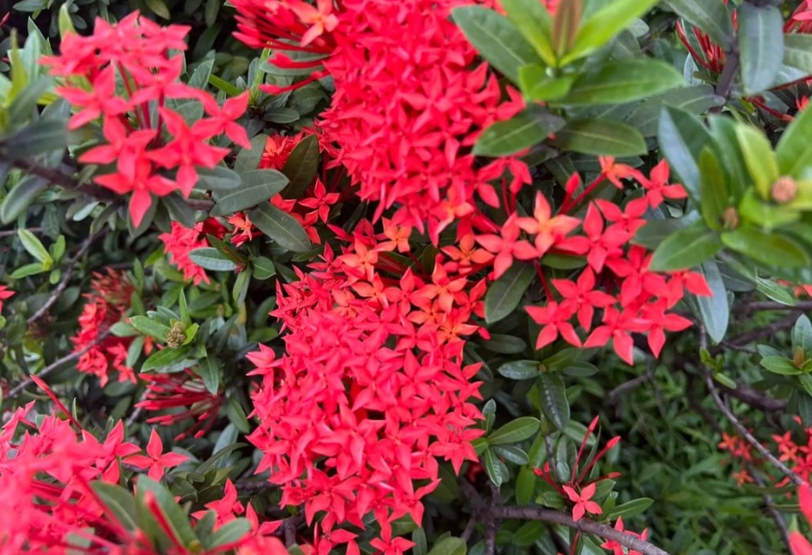 越南香料植物 越南香料植物