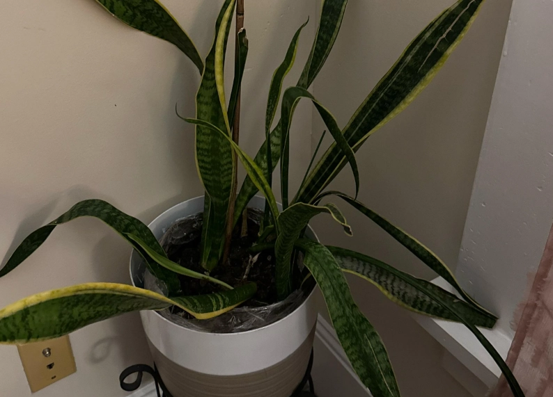 虎尾蘭葉子下垂