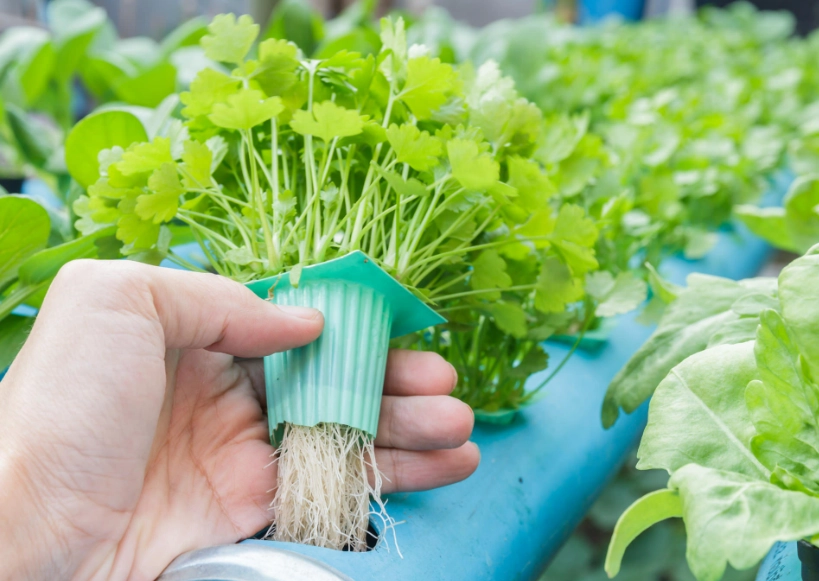 水培蔬菜 營養 水培蔬菜 營養