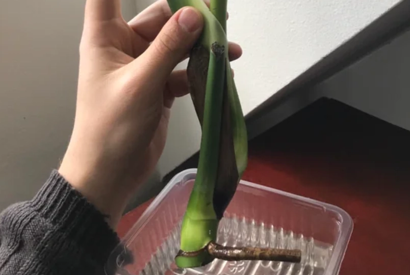 龜背芋 氣根 修剪