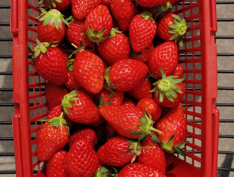 內湖草莓園推薦