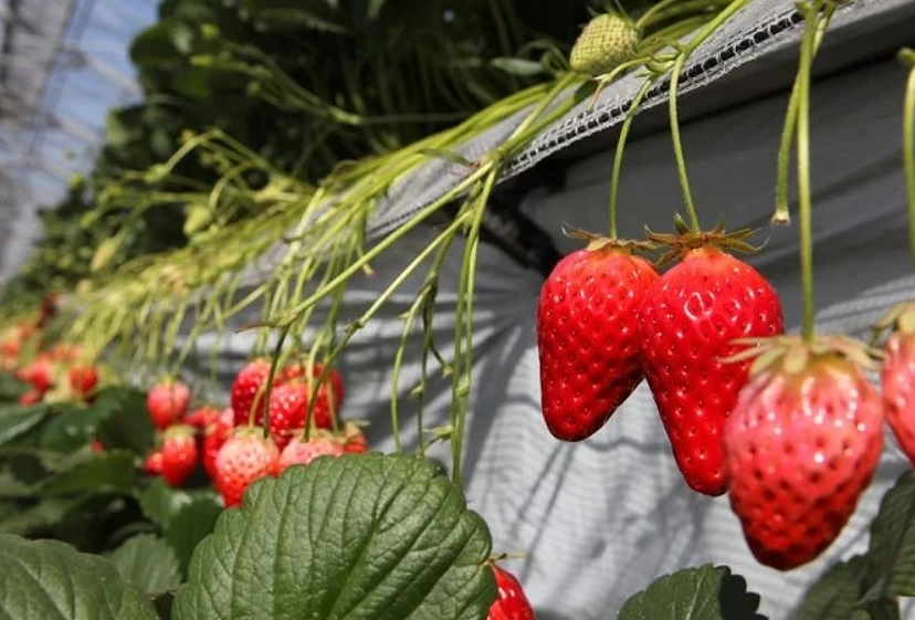 採草莓農場推薦