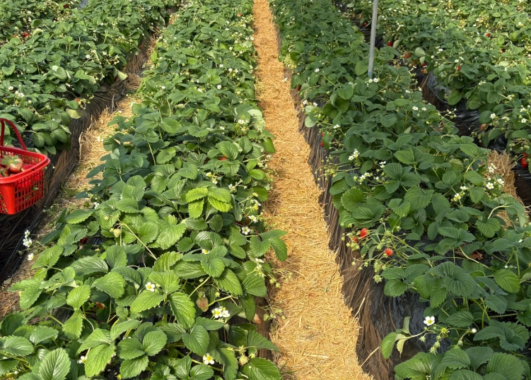 草莓園推薦