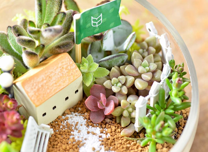 多肉植物組合技巧