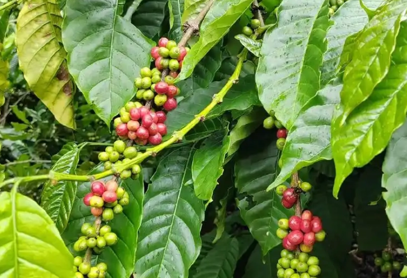 越南香料植物 越南香料植物
