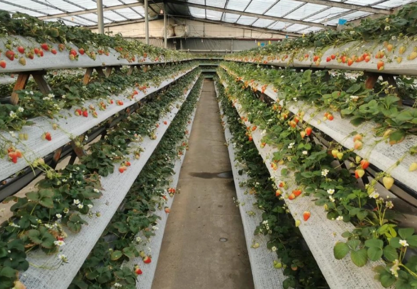 有機草莓園 推薦