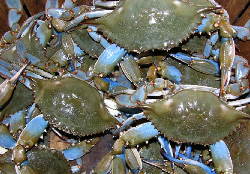 螃蟹藍 是什麼