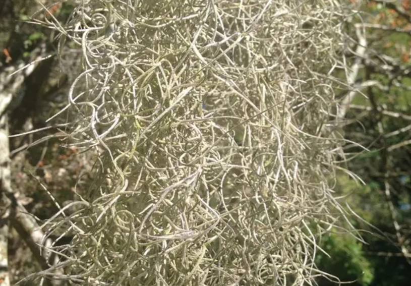 空氣鳳梨枯萎 空氣鳳梨枯萎