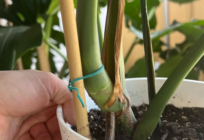 龜背芋氣根修剪