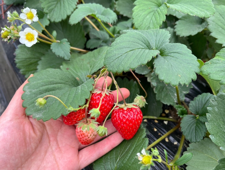 雲林採草莓 雲林採草莓