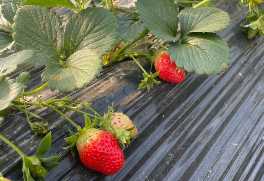 內灣草莓園 內灣草莓園