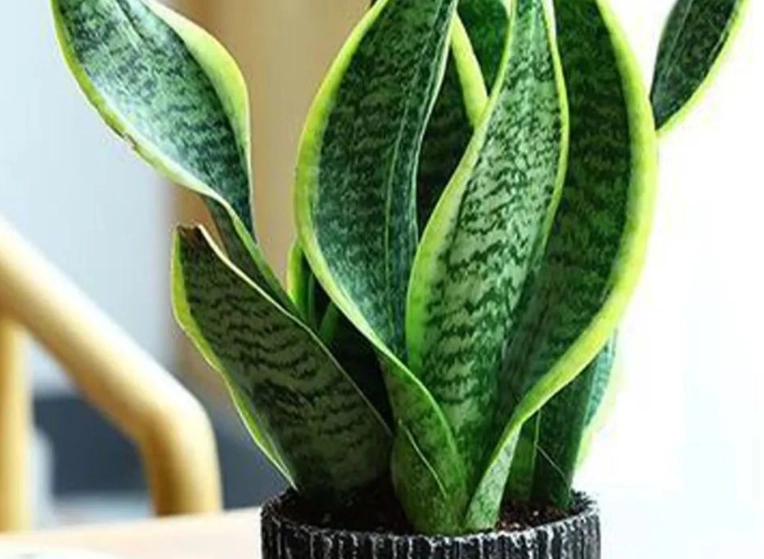 室內植物葉子捲曲