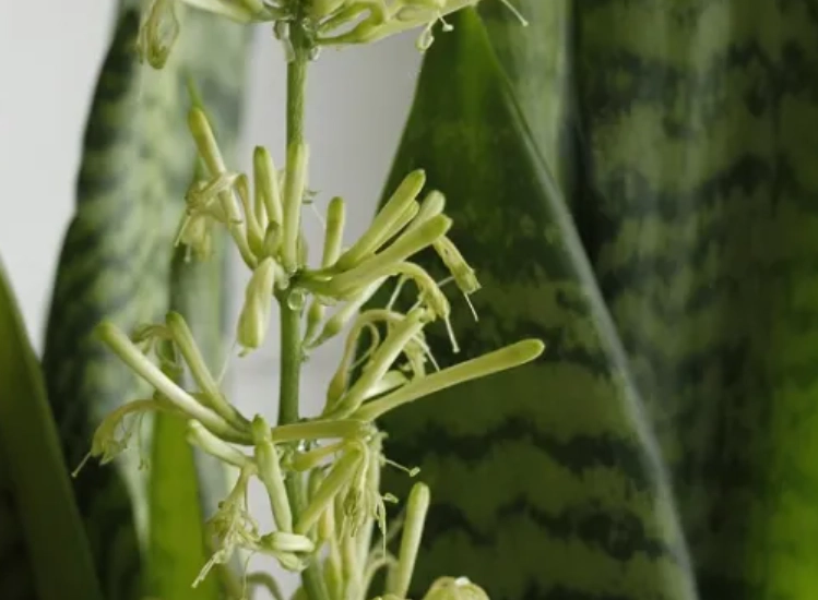 虎尾蘭開花條件