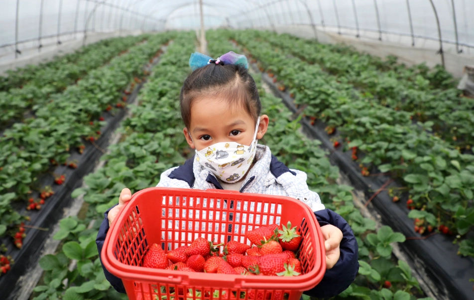 關西竹林草莓園門票