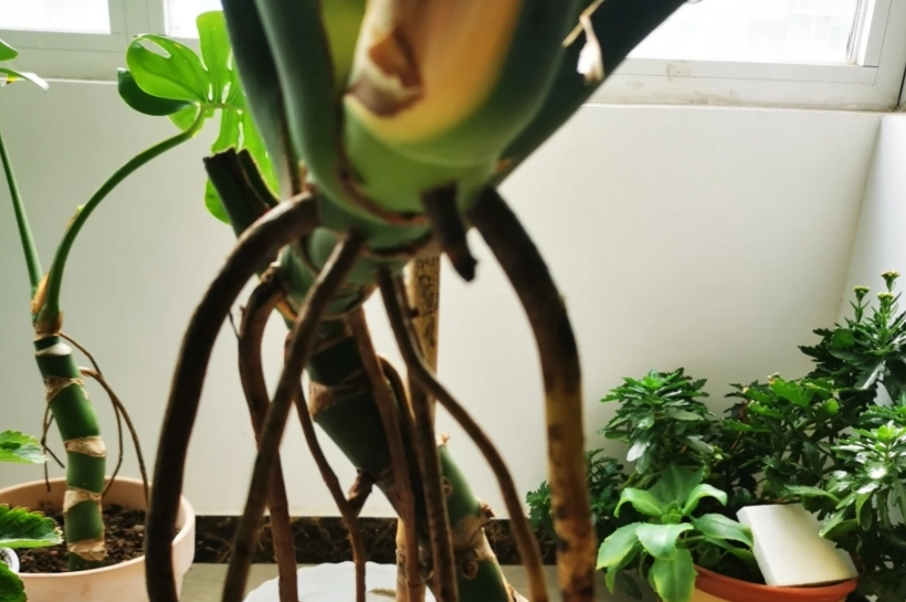 龜背芋氣根修剪