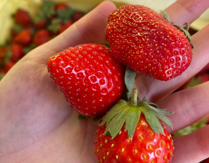 關西草莓 採草莓