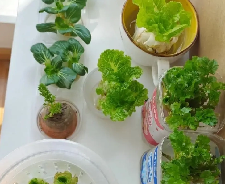 水培蔬菜 健康 水培蔬菜 健康