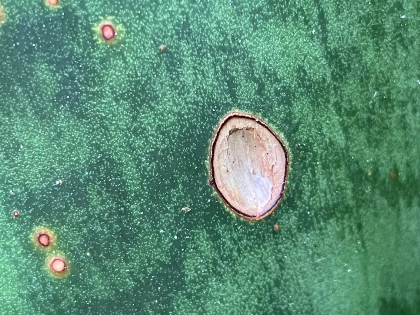 植物真菌病害防治