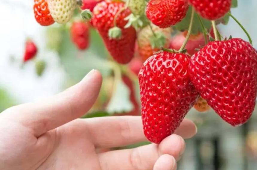 竹東草莓園推薦