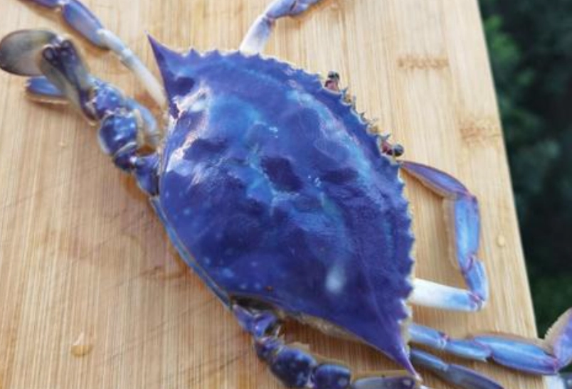 馬祖藍眼淚 螃蟹藍