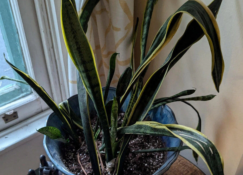 虎尾蘭彎曲原因