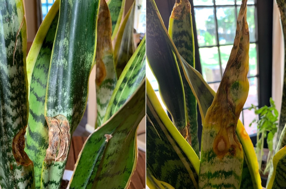 虎尾蘭葉斑病原因