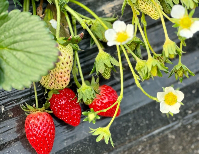 大湖草莓季