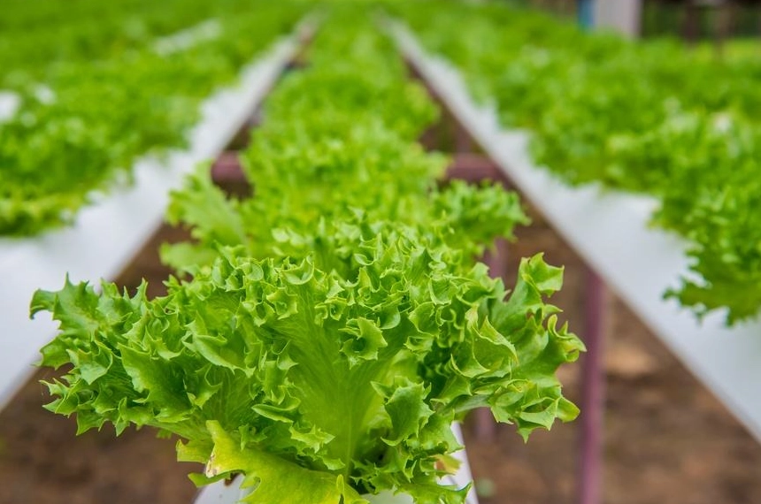 水培蔬菜 營養 水培蔬菜 營養