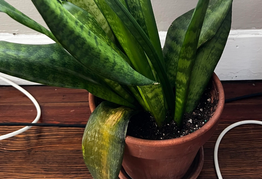 室內植物澆水技巧