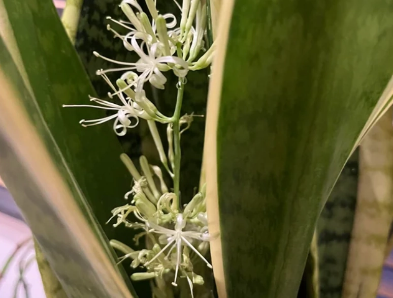 虎尾蘭開花照顧