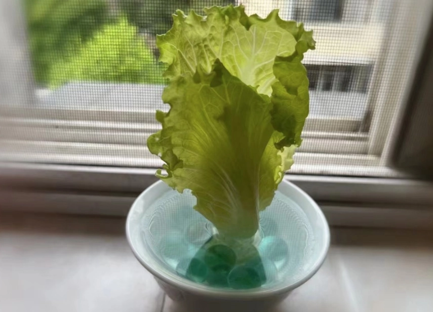 水培蔬菜 健康 水培蔬菜 健康