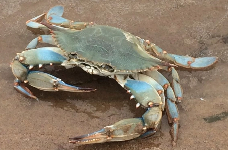 螃蟹藍 是什麼