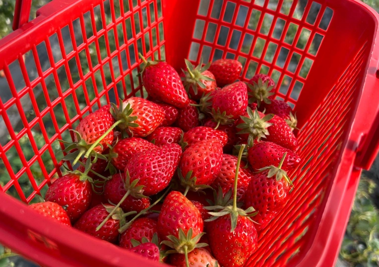 內湖採草莓時間