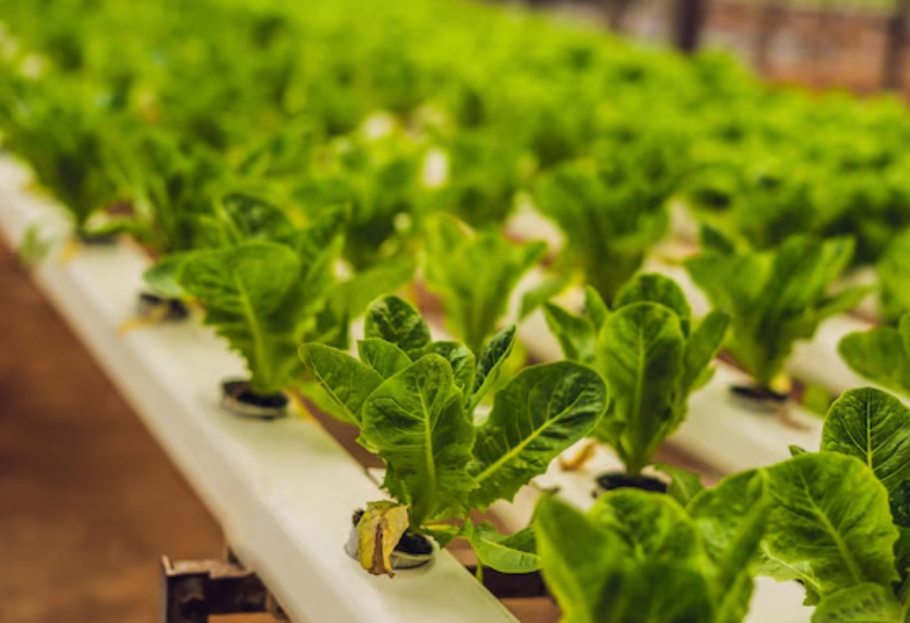 水耕蔬菜 缺點 水耕蔬菜 缺點