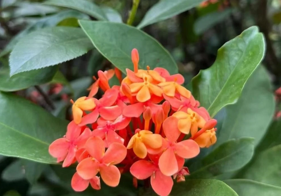 越南咖啡植物 越南咖啡植物