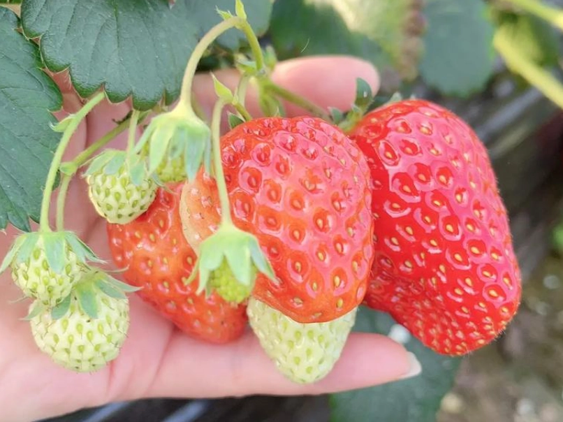 內湖採草莓