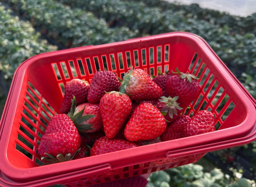 大湖草莓價格