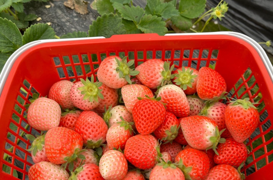 雲林採草莓 雲林採草莓