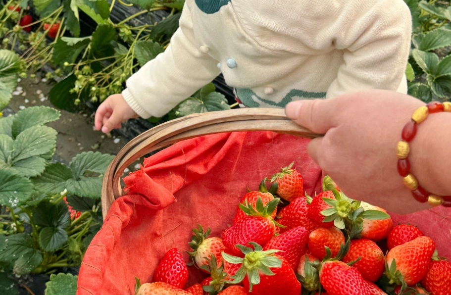 內灣草莓園 內灣草莓園