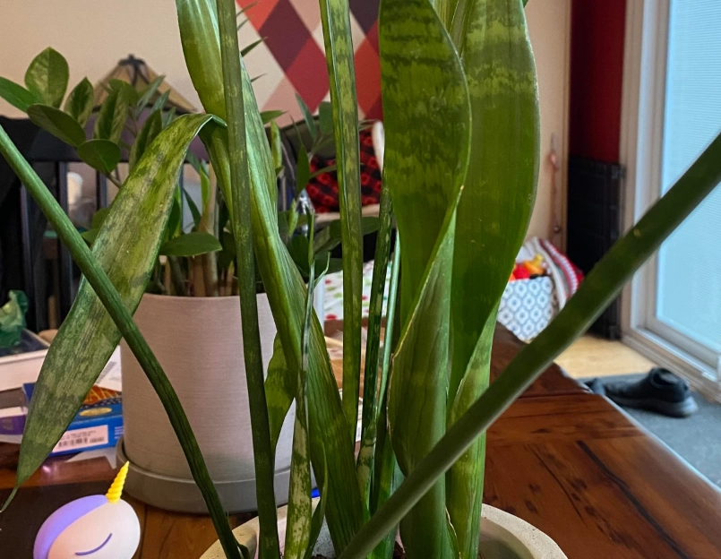 室內植物澆水技巧