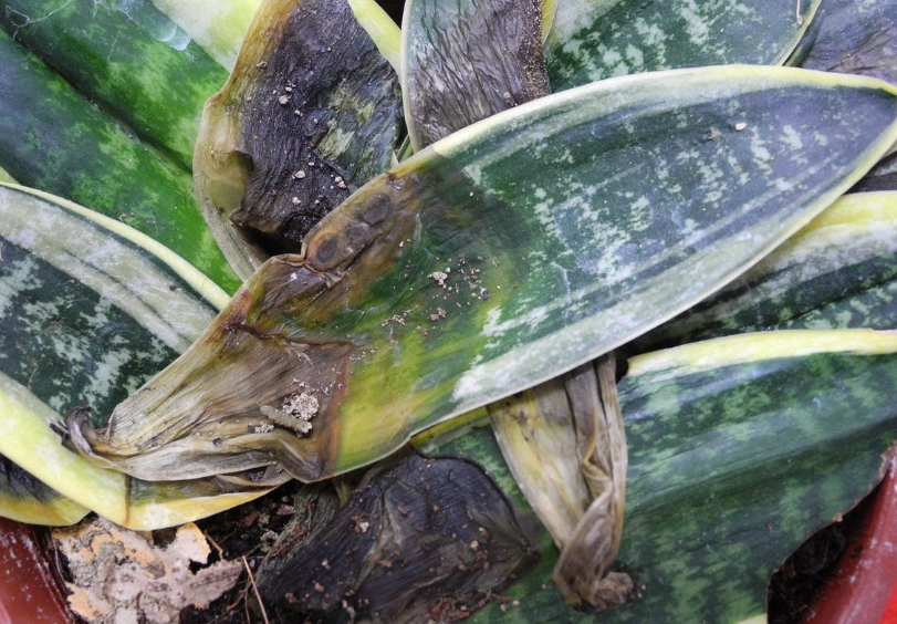 虎尾蘭 葉子 乾枯