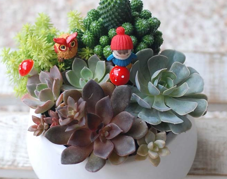 多肉植物組合技巧