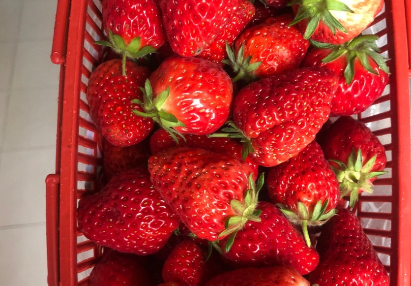 內湖草莓園推薦